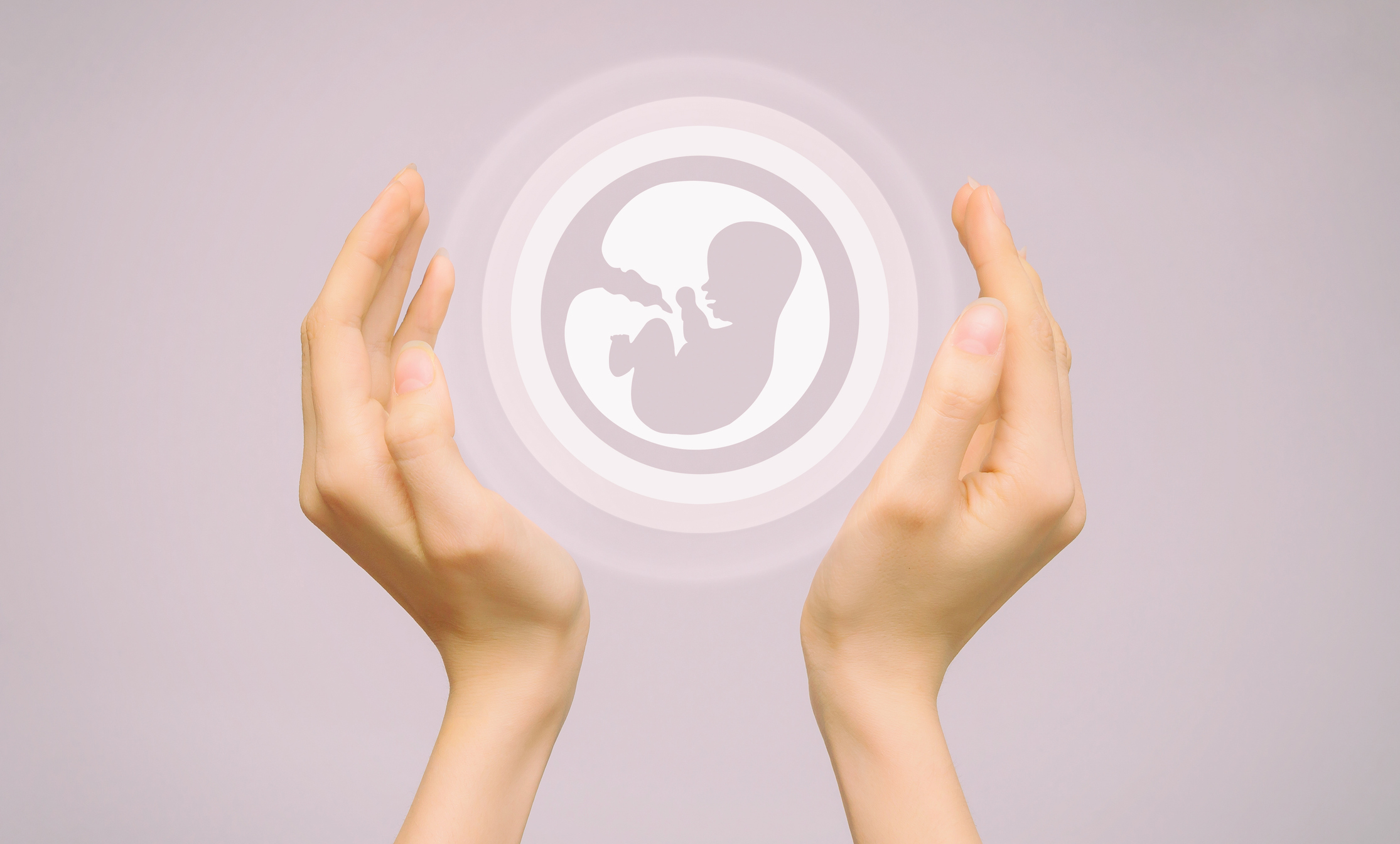 Two female hands hold an icon of a human embryo. Close-up, pink isolated background. The concept of the origin of the world Two female hands hold an icon of a human embryo. Close-up, pink isolated background. The concept of the origin of the world.